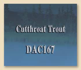 DAC167