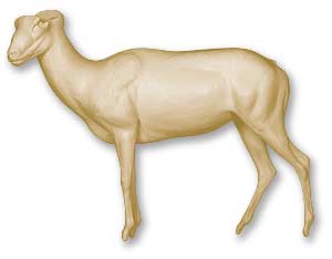 MFLS51