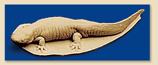 MRR54